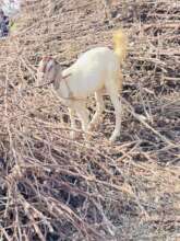 Gift a Goat, Grow Hope