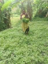 Harvesting Lenga Lenga