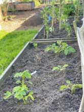 The vegetable garden