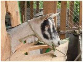 One of Diego's goats getting ready for milking.