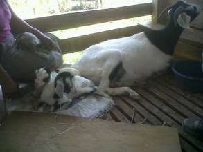 Newborn baby goats