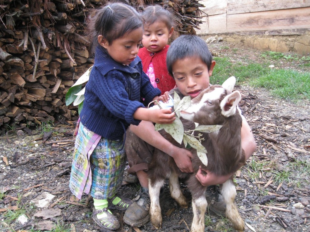 Buy a Goat for a Family in Guatemala