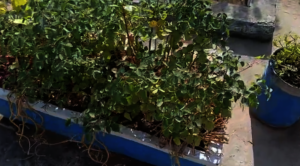 Home Grown winter edible leaves (Saag)