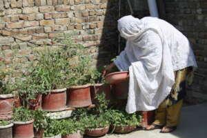 Feeding homemade compost to home grown plants