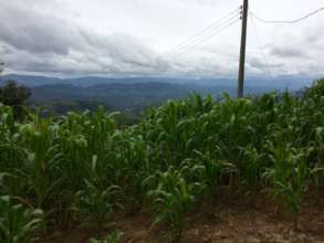 Guatemalan cornfield
