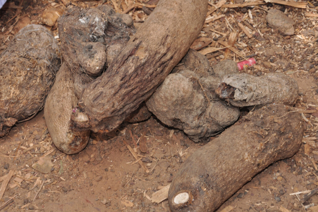 Cutting Food Loss to Fight Malnutrition in Nigeria