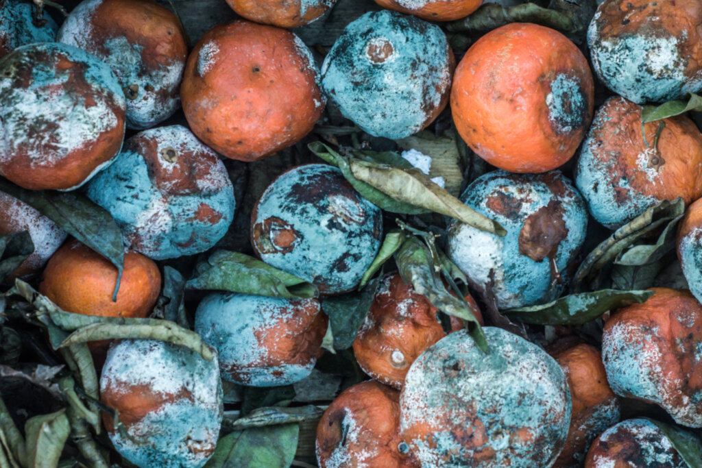 Cutting Food Loss to Fight Malnutrition in Nigeria