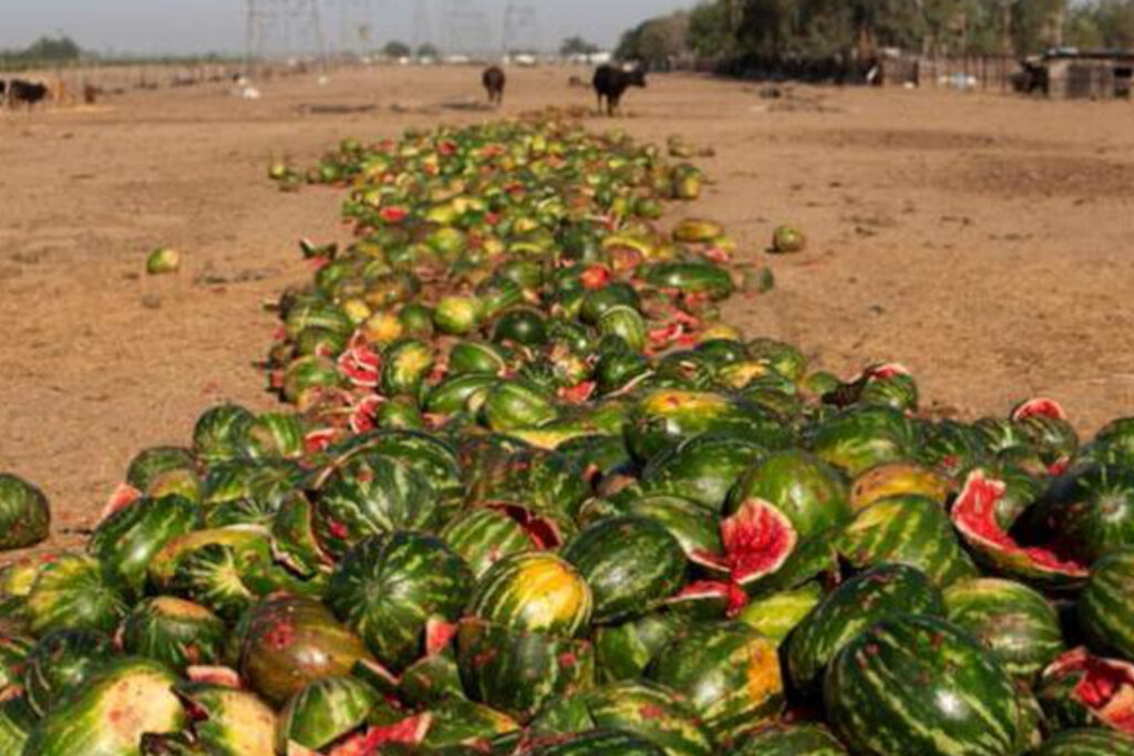 Cutting Food Loss to Fight Malnutrition in Nigeria