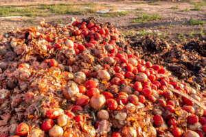 Cutting Food Loss to Fight Malnutrition in Nigeria