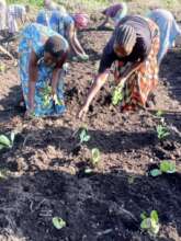 Practice in agriculture