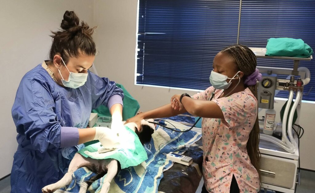 Cape Flats Pet Sterilization Drive