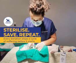 Cape Flats Pet Sterilization Drive_2