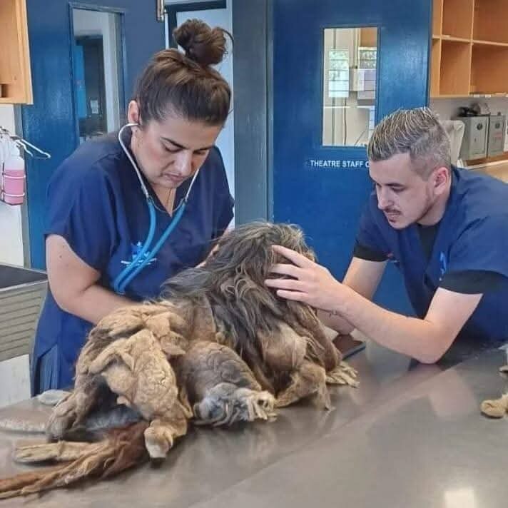 Help to End Pet Homelessness in Cape Town