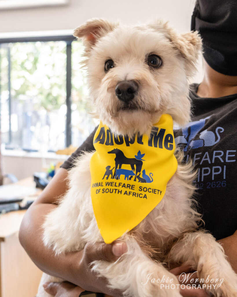Help to End Pet Homelessness in Cape Town