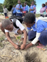 Custard Apple Tree Planting at School