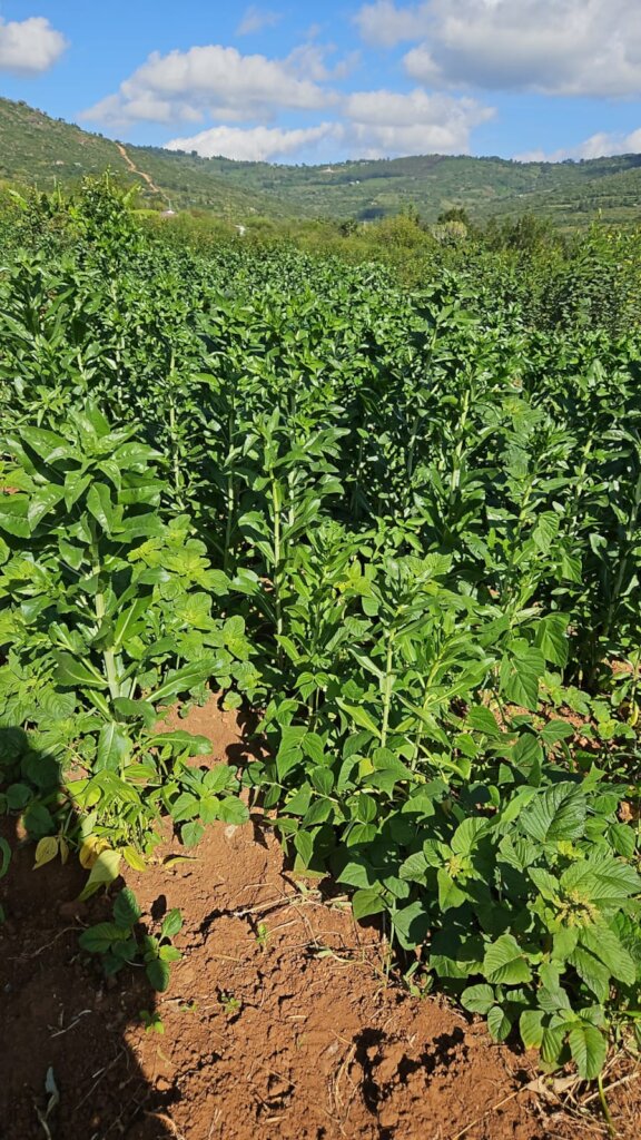 Climate-Smart Agriculture for Women Farmers (CSWF)