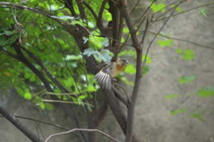 A red siskin chick showing off its big stretch!