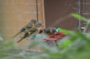 Red siskin chicks in their new aviary