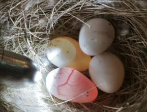 First fertile eggs