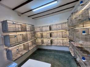 Cages with already stablished reproductive couples