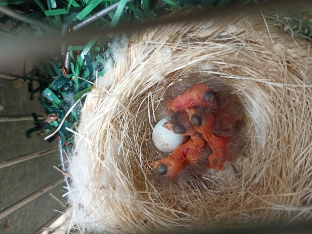 Giving Venezuelan Red Siskins a Future in the Wild