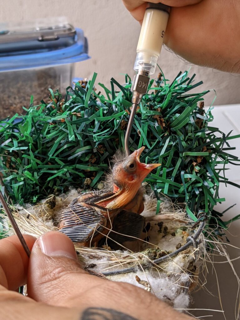 Giving Venezuelan Red Siskins a Future in the Wild