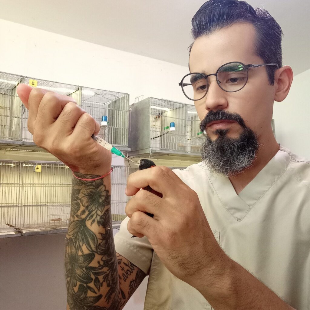 Giving Venezuelan Red Siskins a Future in the Wild