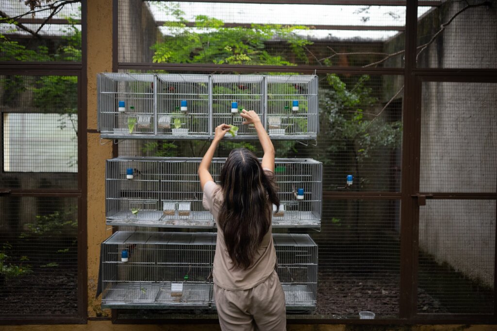 Giving Venezuelan Red Siskins a Future in the Wild