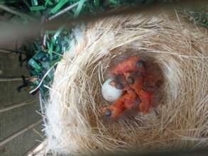 Red Siskin recently hatched chicks