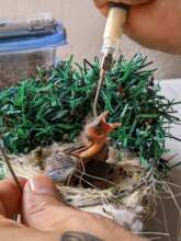 Complementing feeding in captivity