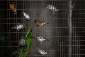 Red Siskins feeding on fresh leaves