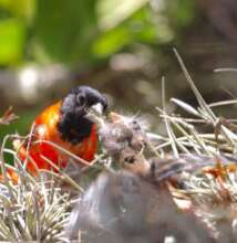 Male Red Siskin feeding his chicks in the wild