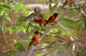 Giving Venezuelan Red Siskins a Future in the Wild