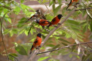 Giving Venezuelan Red Siskins a Future in the Wild