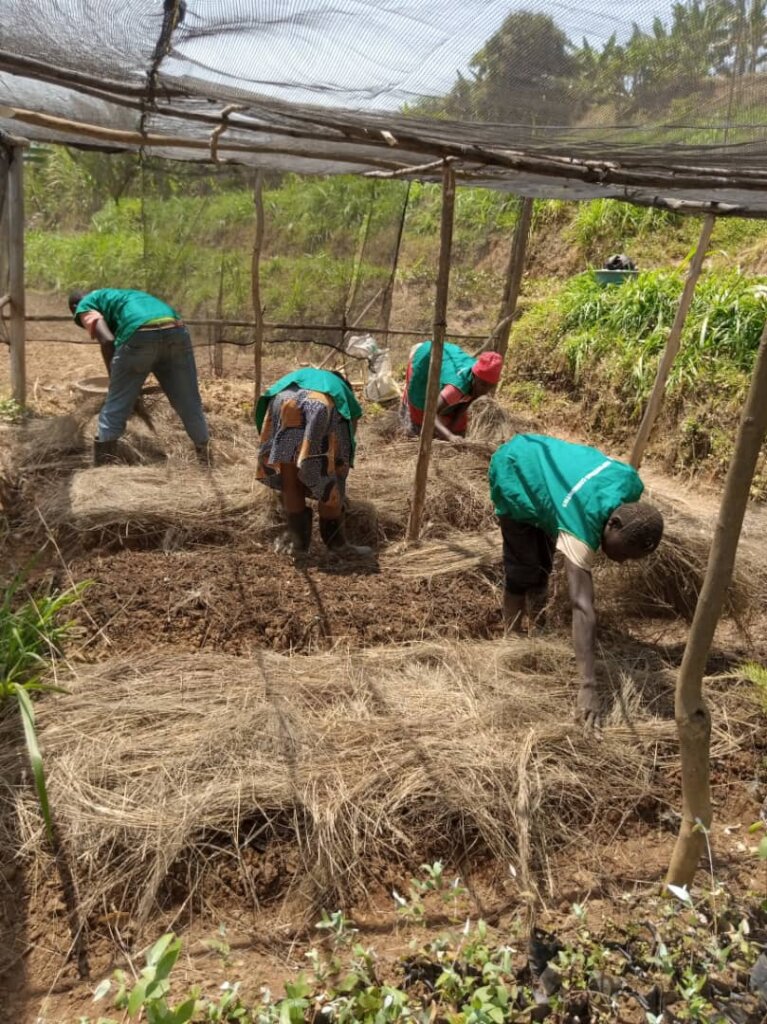 Plant 50,000 Trees In Northern Rwanda