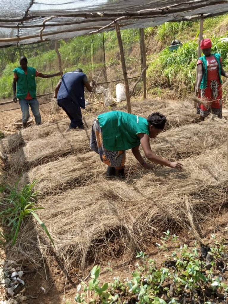 Plant 50,000 Trees In Northern Rwanda