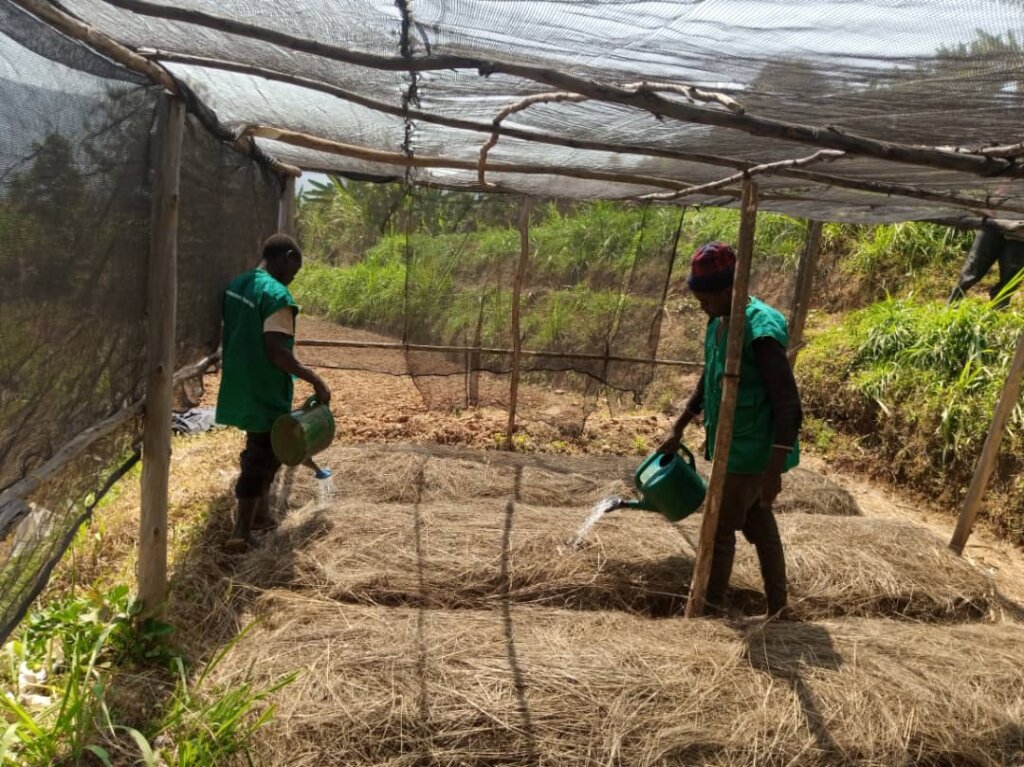 Plant 50,000 Trees In Northern Rwanda