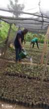 Plant 50,000 Trees In Northern Rwanda