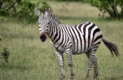 Enable 40 Kids in Malawi See a Wild Animal
