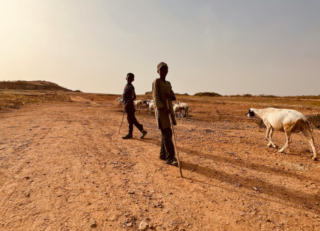 Restore Ankpa Nature Forest: Plant 100,000 Trees