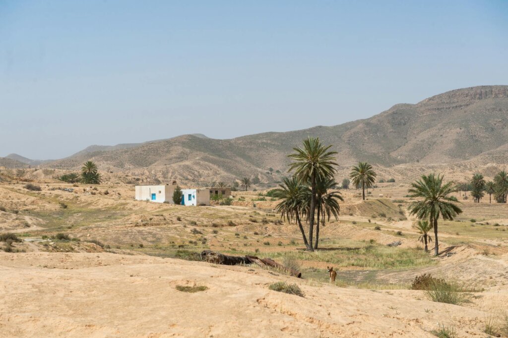 Restore Ankpa Nature Forest: Plant 100,000 Trees