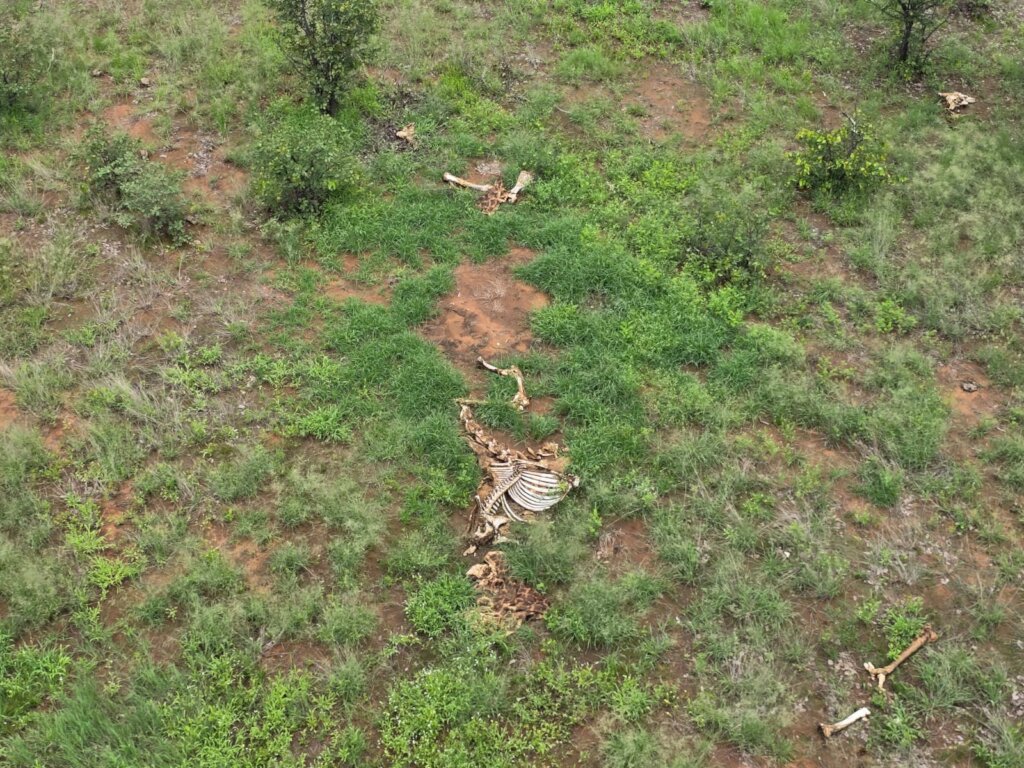 Help Fund Flights for Wildlife Protection