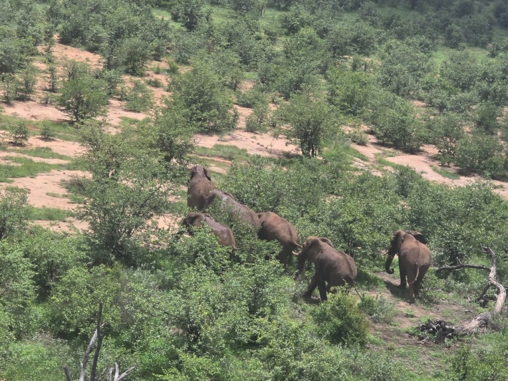 Help Fund Flights for Wildlife Protection