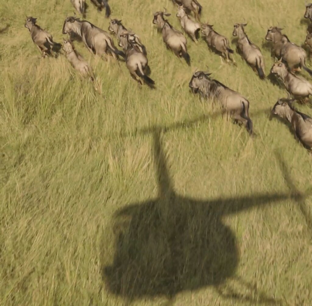 Help Fund Flights for Wildlife Protection