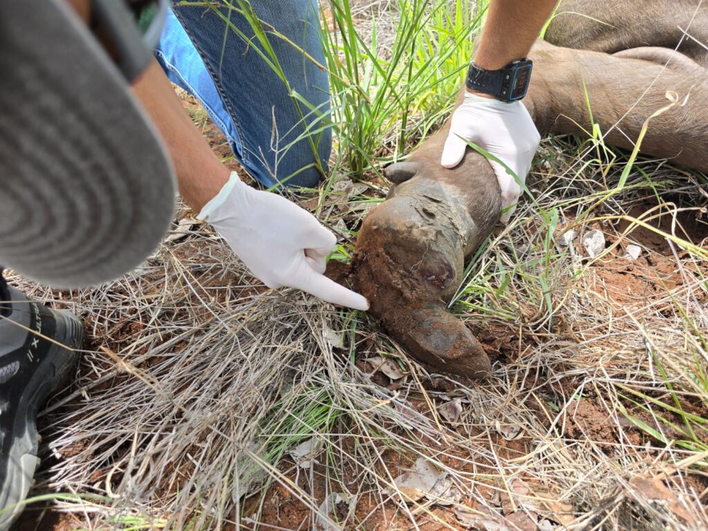 Help Fund Flights for Wildlife Protection