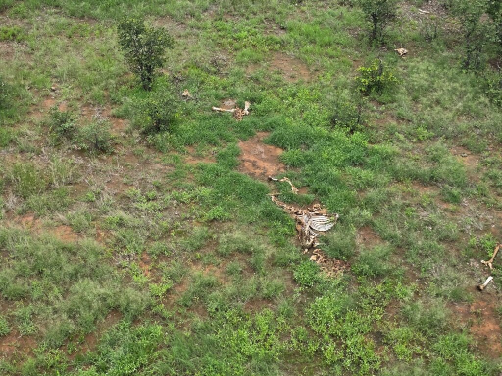 Help Fund Flights for Wildlife Protection