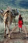 Fridge carried on a camel