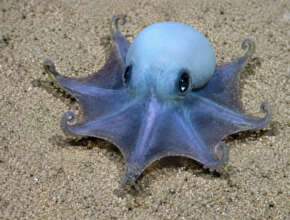 Discovered off the Galapagos - Charles Darwin Fdn.