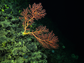 Paragorgia Coral Schmidt Ocean Institute
