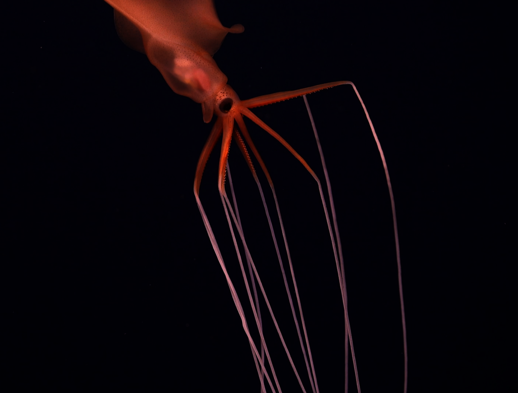 Magnapinna Squid Schmidt Ocean Institute